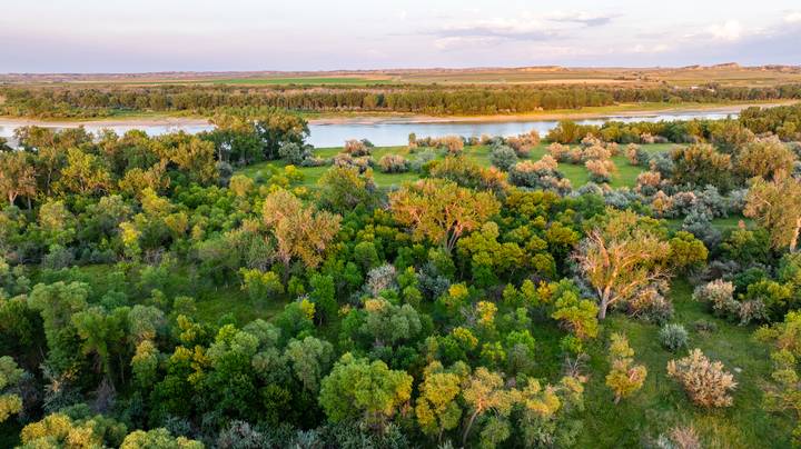 Cottonwood timber and riparian cover along the Yellowstone River in eastern Montana
