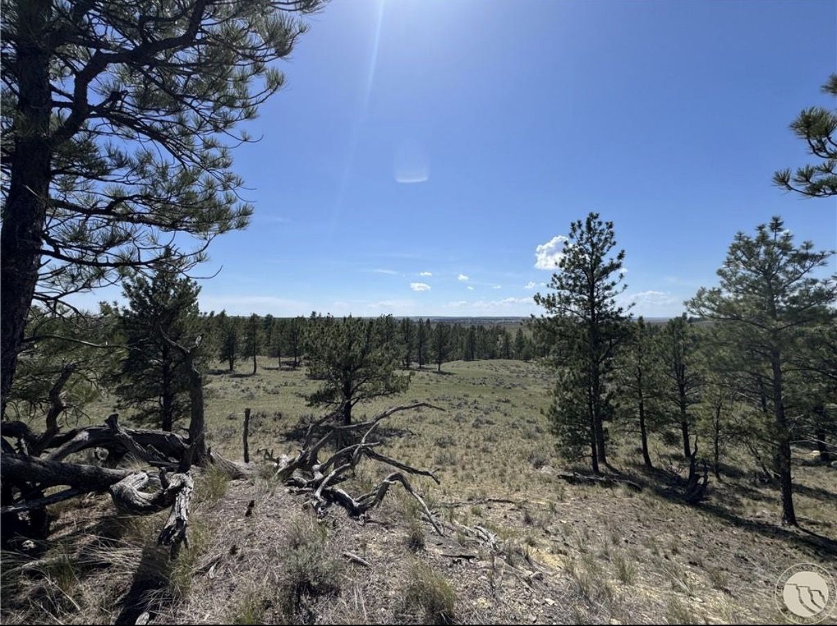 View across the pine and sagebrush ridgeline at Sumatra Hysham 640 in Treasure County, Montana